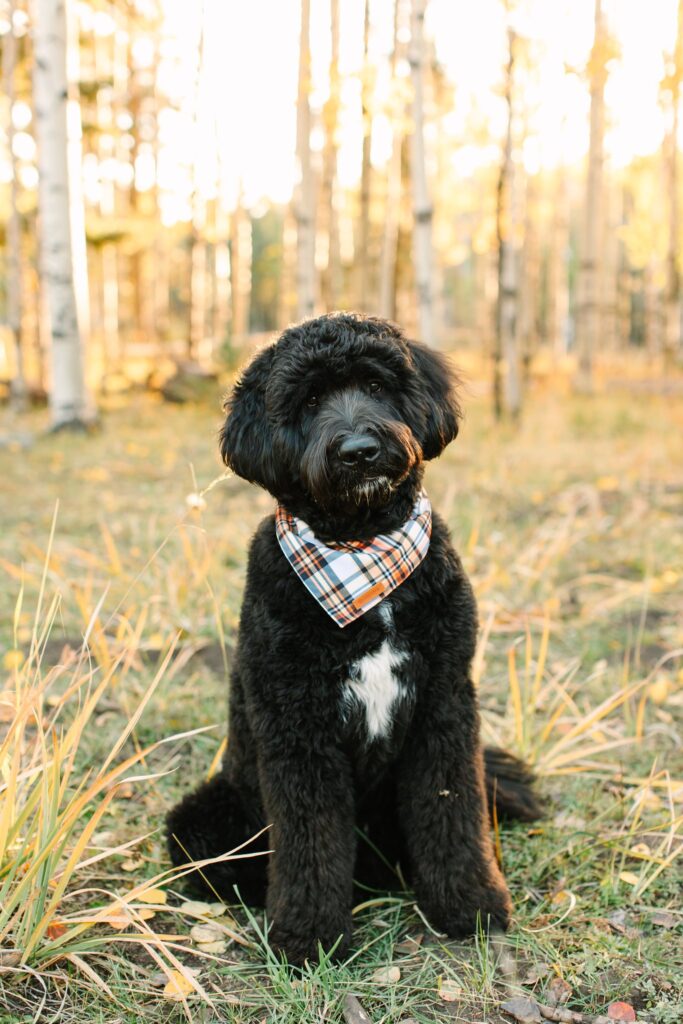 Black St Berdoodle wearing a handkerchief in the fall aspens in Flagstaff AZ